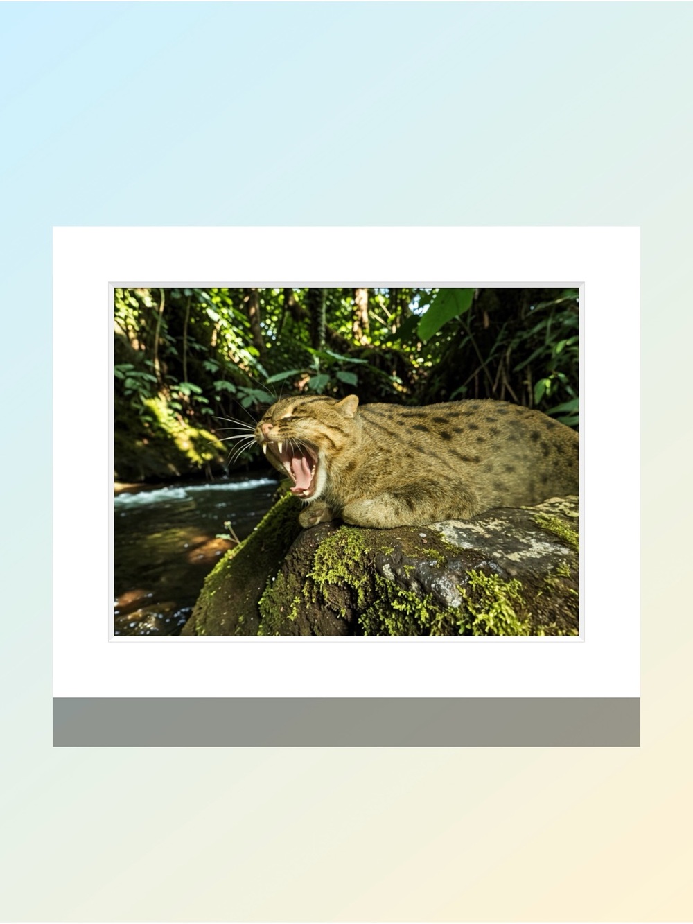 Matted Wildlife Photograph Print — Spotted Fishing Cat Yawning, by Joy M Holder